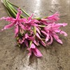 NERINE CERISE URVAL